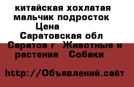 китайская хохлатая  мальчик подросток › Цена ­ 7 000 - Саратовская обл., Саратов г. Животные и растения » Собаки   